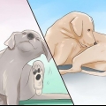 Tjek en hund for ringorm