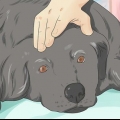 Hjælper en døende hund