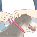 Stop en hund i at slikke et sår