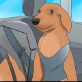 At berolige en hund, der er nervøs i bilen