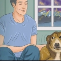At berolige en hund under et tordenvejr