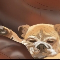 Træning af en hund
