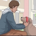 Gå tur med hund