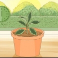 Pleje af en hoya-plante