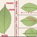 At genkende en elm