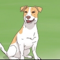 Valg af en jack russell hvalp