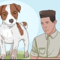 At holde en jack russell terrier glad