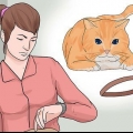 Sæt et halsbånd på en kat
