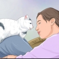 Stop en kat i at vække dig