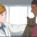 At give en kat beroligende medicin