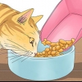 Få en kat til at stoppe med at miave