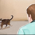 Tæmme en kat