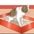 At give en kat et lavement derhjemme