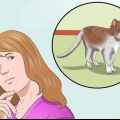 Træn en kat til at være sikker udenfor og være en god muser