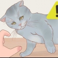 Holder en kat