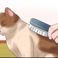 At passe en kat