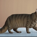 Identifikation af en maine coon
