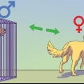At berolige en hanhund, når en hun er brunst