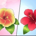 Overvintring af en flerårig hibiscus