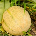 Modne en melon
