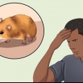 Fange en undsluppen hamster