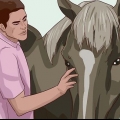 Lær en hest