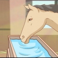 Fodre en hest