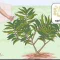Beskæring af en plumeria