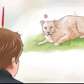 Bekæmper en cougar