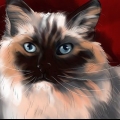 Genkend en ragdoll