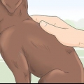 Identifikation af en raceren labrador retriever hvalp