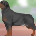 Identifikation af en rottweiler