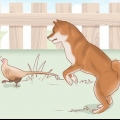 Valg af en shiba inu-hvalp