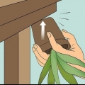 Genopliver en døende aloe vera-plante
