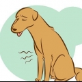 At genkende en døende hund