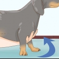 Holder en gravhund korrekt