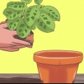Pleje af en ti buds plante