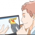 Køber en cockatiel