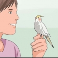 Træn en cockatiel til at tale
