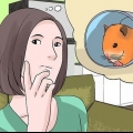 At finde en herreløs hamster