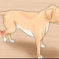 Behandling af en forstuvning hos en hund