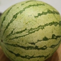 Valg af vandmelon