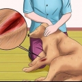 Behandling af et sår hos en hund