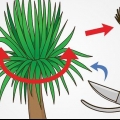 Beskæring af en yucca