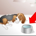 Hjælper en syg hund med at drikke