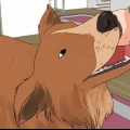 Sådan vasker du en gravid hund