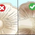 Identifikation af spiselige svampe