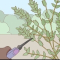 Opbevaring af eucalyptus