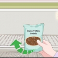 Dyrkning af eukalyptus