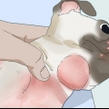 Behandling af folliculitis hos hunde